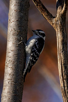 191115_00721_A7RIV A Female Downy Woodpecker, Picoides pubescens, at Croton Point