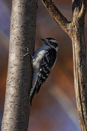 191115_00721_A7RIV A Female Downy Woodpecker, Picoides pubescens, at Croton Point
