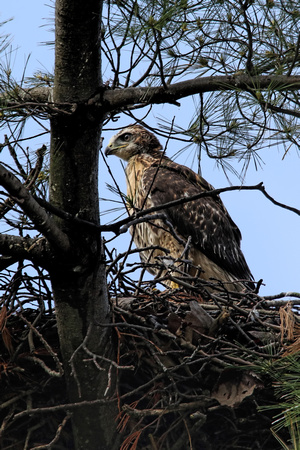 180523_2405_EOS M5 A 5 Week Old Red Tail Hawk Eyas at Croton Point