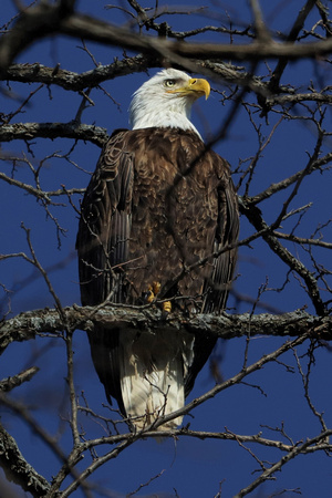 190204_3580_EOS M5 An American Bald Eagle at Croton Point