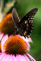 190729_5871_EOS M5 A Black Swallowtail, Papilio polyxenes, on a Purple Coneflower, Echinacea purpurea, at Pruyn Sanctuary