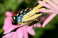 190729_5867_EOS M5 An Eastern Tiger Swallowtail, Papilio glaucus, in Flight at Pruyn Sanctuary