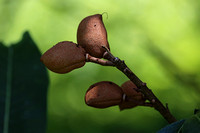 190725_5784_EOS M5 Seed Capsules of a Red Buckeye Tree, Aesculus pavia, at Pruyn Sanctuary