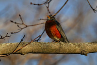 190323_4082_EOS M5 An American Robin, Turdus migratorius, in the Late Day Sun at Croton Point