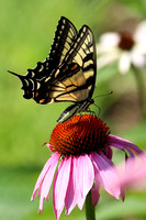 190729_5862_EOS M5 An Eastern Tiger Swallowtail, Papilio glaucus, on a Purple Coneflower, Echinacea purpurea, at Pruyn Sanctuary