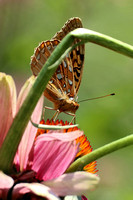 190725_5786_EOS M5 A Great Spangled Fritillary, Speyeria cybele, at Pruyn Sanctuary