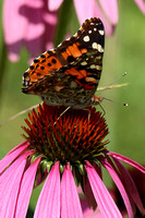 190725_5791_EOS M5 An American Painted Lady, Vanessa virinniensis, at Pruyn Sanctuary