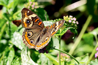 190811_4535_NX1  A Buckeye Butterfly, Junonia coenia, at Pruyn Sanctuary