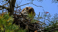 180508_2270_EOS M5 A Red Tail Hawk Tends Her 3 Week Old Eyas at Croton Point
