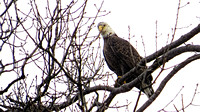 140115_1656_SX50 Bald Eagle at Croton Point
