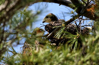 170518_0718_EOS M5 About a Month Old, Two Red Tail Hawks Look Over the Beach at Croton Point