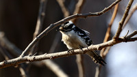 190406_4304_EOS M5 A Female Downy Woodpecker, Picoides pubescens, the Smallest of Its Species in North America at Croton Point