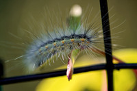 191012_00339_A7RIV A Fall Webworm Caterpillar, Hyphantria cunea, at Pruyn Sanctuary