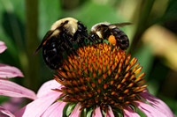 190811_4532_NX1 Male and Female Bumble Bees Gather Pollen from a Purple Coneflower, Echinacea purpurea, at Pruyn Sanctuary