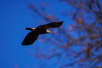 200217_01408_A7RIV A Male American Bald Eagle Hunts the Hudson River at Croton Point