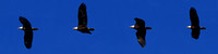 200217_01403_04_05_06_A7RIV A Male American Bald Eagle Hunts the Hudson River at Croton Point