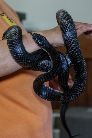 160605_1533_NX1 A Black Rat Snake at Teatown's Reptile Round-Up