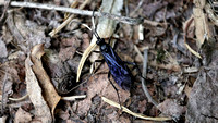 180607_2638_EOS M5 A Blue Mud Dauber Wasp, Chalybion californicum, at Brinton Brook Sanctuary