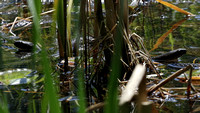 170518_0727_EOS M5 Water Snakes at Brinton Brook Sanctuary