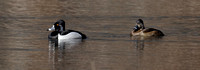 190326_4165_EOS M5 Ringed-neck Ducks, Aythya collaris, at Brinton Brook Sanctuary