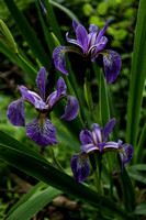 180607_2606_EOS M5 Wild Irises Grow at Brinton Brook Sanctuary