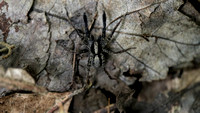 180607_2634_EOS M5 A Jumping Spider at Brinton Brook Sanctuary