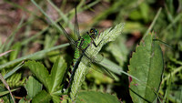 170628_0988_EOS M5 A Camouflaged Green Darner Dragonfly at Brinton Brook Sanctuary