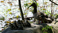 170518_0744_EOS M5 A Mother Mallard Shades Her Ducklings from the 95°F Mid Day Heat at Brinton Brook