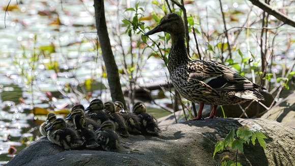 170518_0744_EOS M5 A Mother Mallard Shades Her Ducklings from the 95°F Mid Day Heat at Brinton Brook