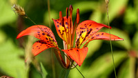 170628_0992_EOS M5 M5 Wild Tiger Lily  at Brinton Brook Sanctuary