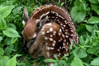 180607_2618_EOS M5 Only Hours Old, a Fawn Rests in the Meadow at Brinton Brook Sanctuary