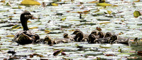 170518_0748_EOS M5 A Mother Mallard Leads Her Ducklings on a Cooling Swim in the 95°F Mid Day Heat at Brinton Brook