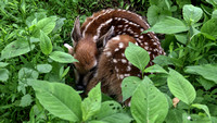 180607_2611_EOS M5 Only Hours Old, a Fawn Rests in the Meadow at Brinton Brook Sanctuary