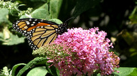 120706_0863_SX40 Monarch Butterfly