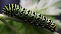 141007_2426_SX50 Swallowtail Butterfly Caterpillar