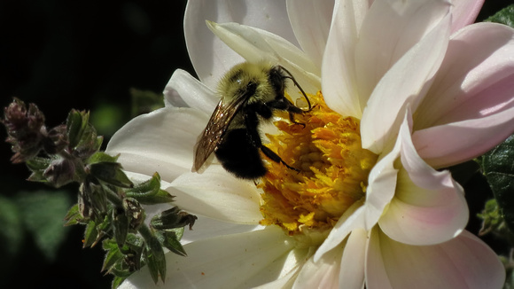 120615_0642_SX40 Bumble Bee on Dahlia
