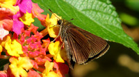 140916_2380_SX50 Northern Broken Dash Butterfly, wallengrenia egeremet, on Lantana