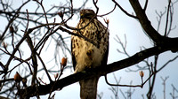 130117_0570_SX50 Red Tail Hawk Waking in the Morning Light