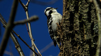 150228_2565_SX50 Female Downy Woodpecker