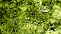 160614_1667_NX1 Water Striders Dance on Lost Pond at Westmoreland Sanctuary