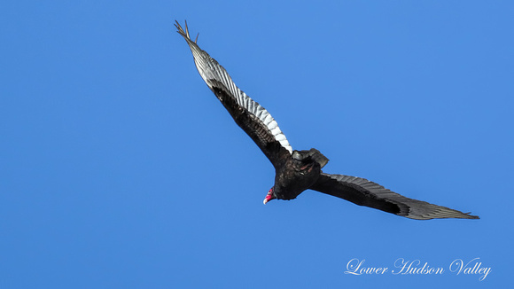 170217_0395_EOS M5 A Turkey Vulture Flying Over the Hudson River at Verplanck