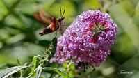 160823_2190_NX1 A Hummingbird Clearwing Moth, Hemaris thysbe, at Teatown