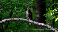 150517_0356_NX1 Hawk at Rockefeller Preserve