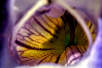 160610_1589_NX1 A Blue Wing Torenia Displays Her Inner Beauty in a MiniatureScape from Nature