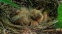 140531_2030_SX50 Baby Robins at 1 hour old