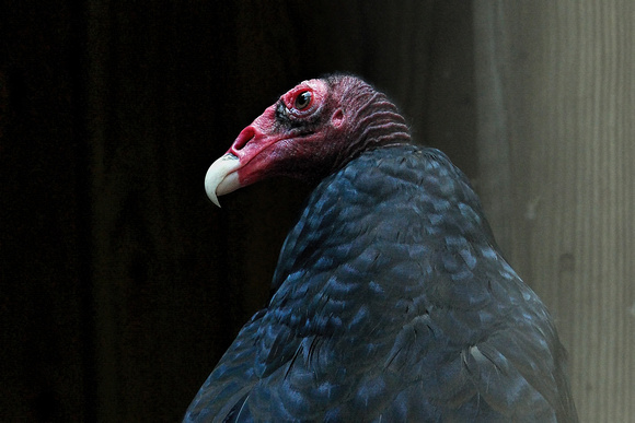 160720_1946_NX1 Edgar, a Male Turkey Vulture at Teatown's Wildlife Rescue