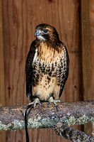160427_1236_NX1 Rusty, a Male Redtail Hawk at Teatown's Wildlife Rescue