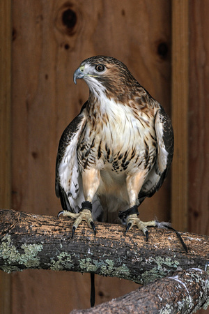 160427_1234_NX1 Blaze, a Female Red Tail Hawk at Teatown's Wildlife Rescue