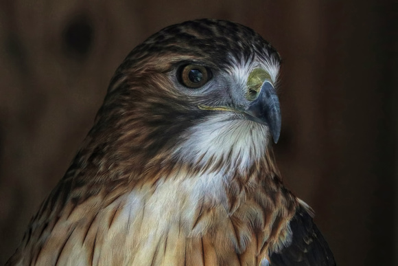 190328_4227_EOS M5 Blaze, a Female Red Tail Hawk at Teatown's Wildlife Rescue