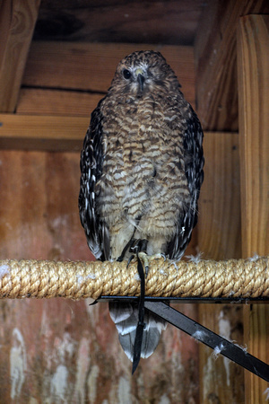 160512_1293_NX1 Rogue, a Female Red Shouldered Hawk at Teatown's Wildlife Rescue